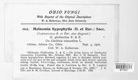 Melasmia hypophylla image